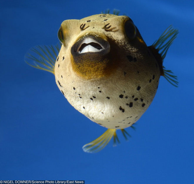 Picture 7 of 7 facts about animals that will help you understand: Nature is a world full of scary things