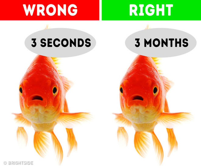 Picture 7 of 8 misconceptions are ingrained in human consciousness, even included in textbooks