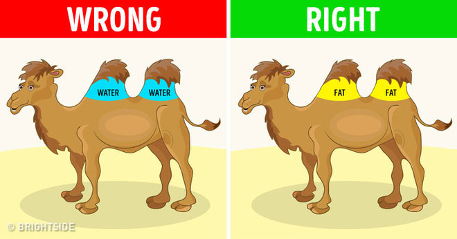 Picture 8 of 8 misconceptions are ingrained in human consciousness, even included in textbooks