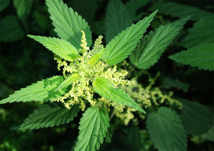 Picture 4 of 8 types of weeds thought 'impermanent' were incredibly valuable