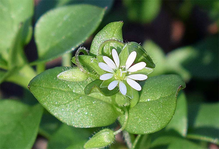 Picture 5 of 8 types of weeds thought 'impermanent' were incredibly valuable