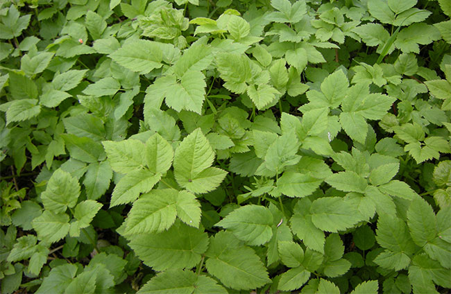 Picture 6 of 8 types of weeds thought 'impermanent' were incredibly valuable