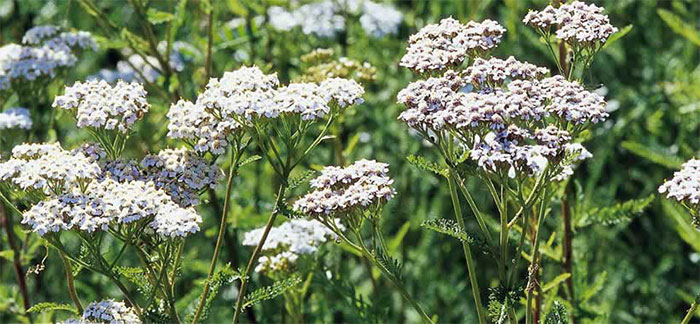 Picture 7 of 8 types of weeds thought 'impermanent' were incredibly valuable