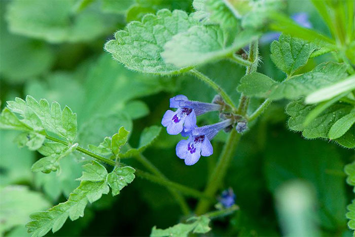 Picture 8 of 8 types of weeds thought 'impermanent' were incredibly valuable