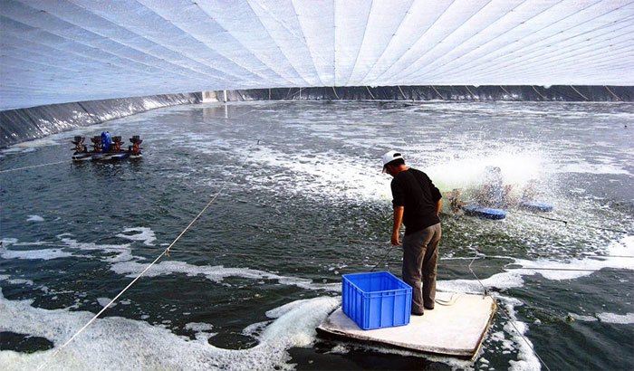Picture 1 of A mysterious virus appeared in China, an infected shrimp destroyed the herd