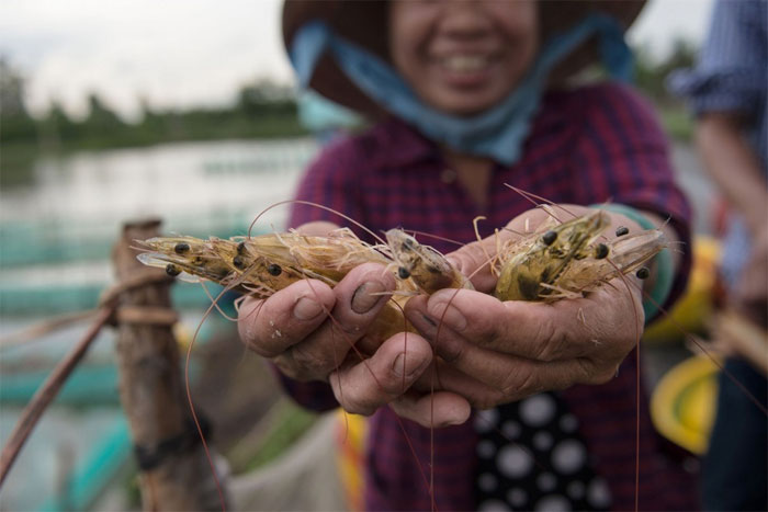 Picture 3 of A mysterious virus appeared in China, an infected shrimp destroyed the herd