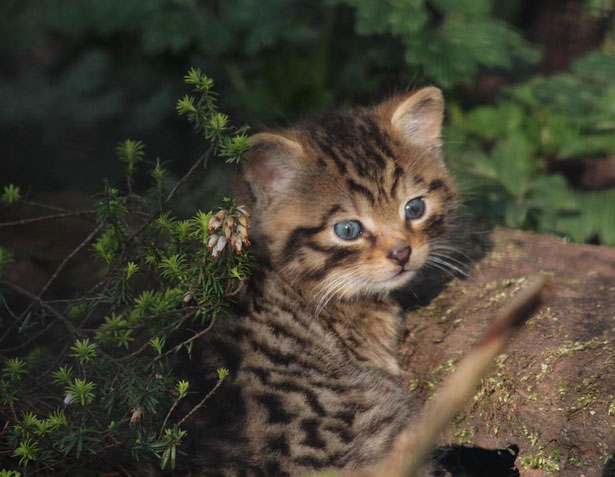 A rare green-eyed cat born in the Scottish zoo Picture 1