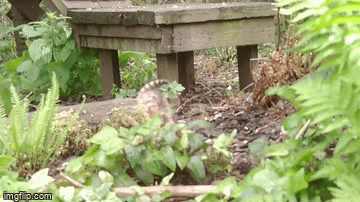A rare green-eyed cat born in the Scottish zoo Picture 2