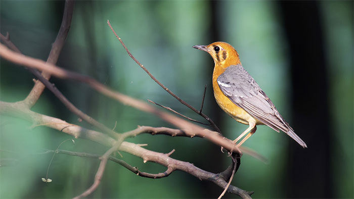 Picture 6 of A series of bird photos in the red book recorded in Hanoi