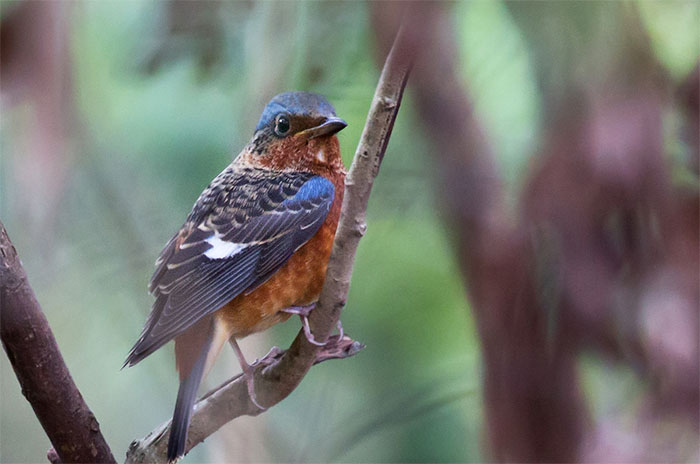 Picture 7 of A series of bird photos in the red book recorded in Hanoi
