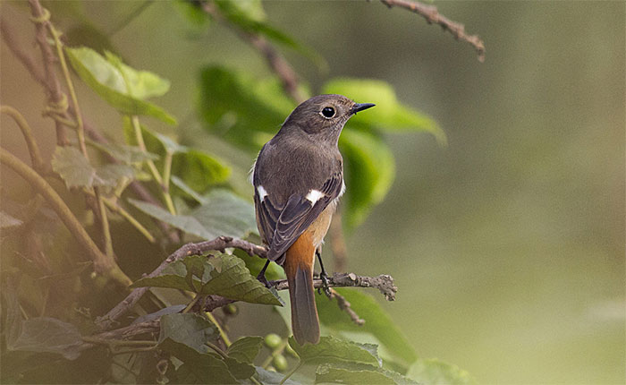 Picture 8 of A series of bird photos in the red book recorded in Hanoi