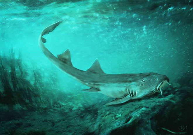 Picture 1 of Accidentally discovered a new shark while sorting fossils Tyrannosaurus rex