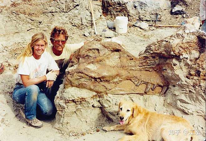 Picture 2 of Accidentally discovered a new shark while sorting fossils Tyrannosaurus rex