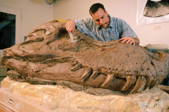 Picture 3 of Accidentally discovered a new shark while sorting fossils Tyrannosaurus rex