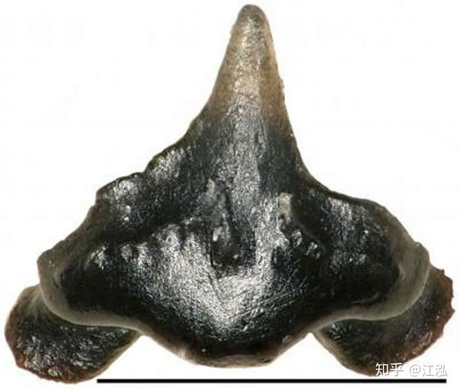 Picture 5 of Accidentally discovered a new shark while sorting fossils Tyrannosaurus rex
