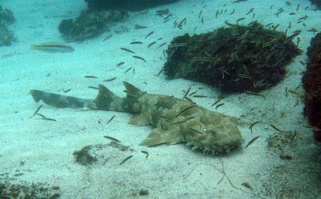 Picture 6 of Accidentally discovered a new shark while sorting fossils Tyrannosaurus rex