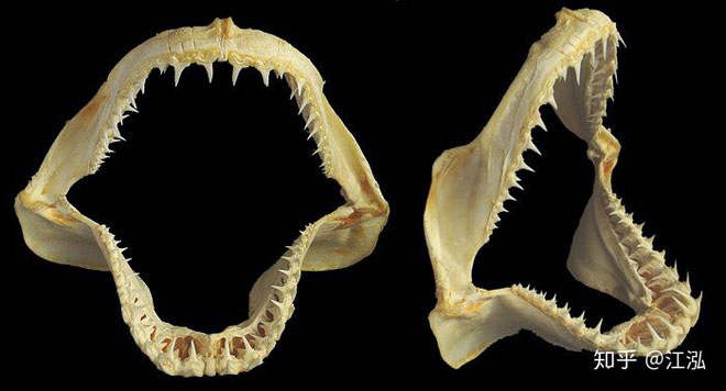 Picture 7 of Accidentally discovered a new shark while sorting fossils Tyrannosaurus rex