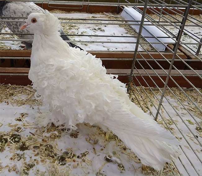 Picture 4 of Admire the dove with unique curly fur