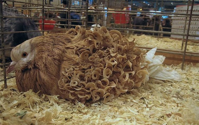Picture 5 of Admire the dove with unique curly fur