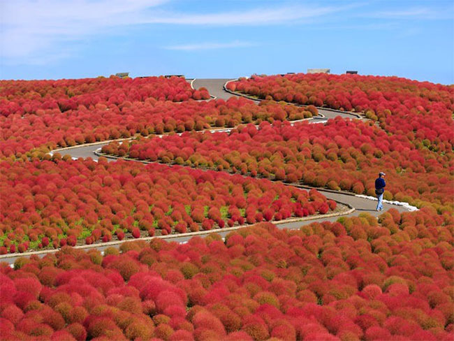 Picture 7 of Admire the splendor of the most beautiful flower fields in the world