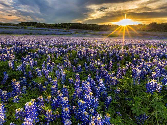 Picture 8 of Admire the splendor of the most beautiful flower fields in the world