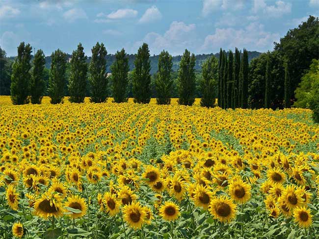 Picture 9 of Admire the splendor of the most beautiful flower fields in the world
