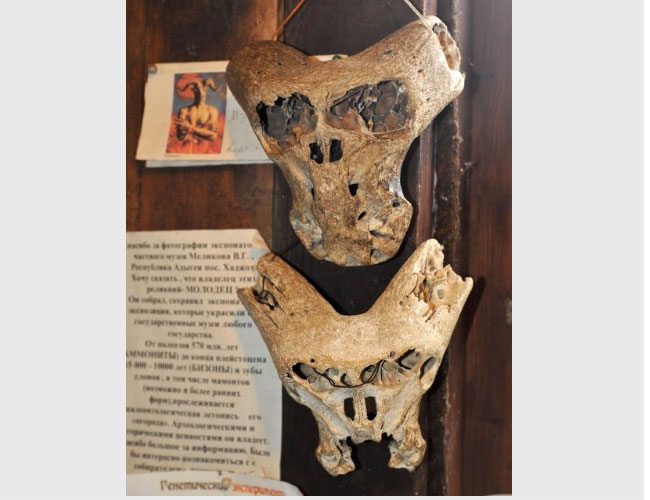 Picture 2 of Alien skull and mysterious briefcase