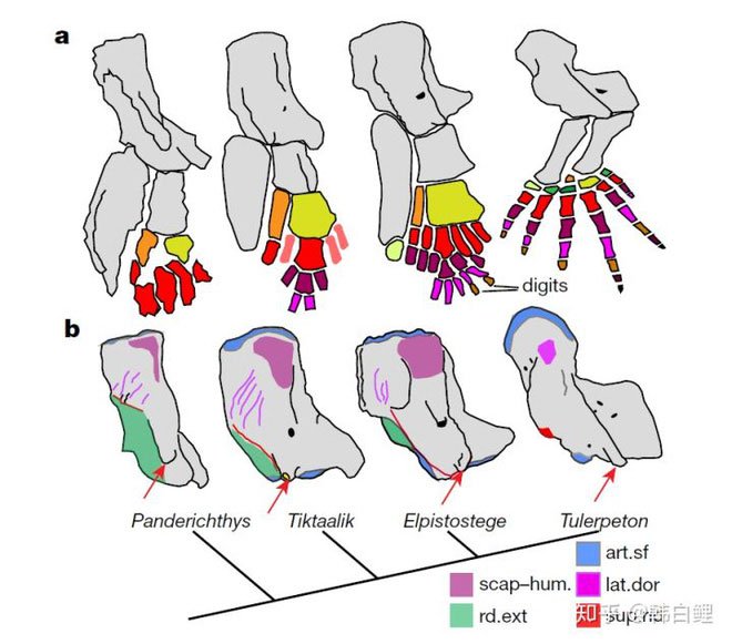Picture 4 of Ancient fish revealed the mystery of the origin of the human finger