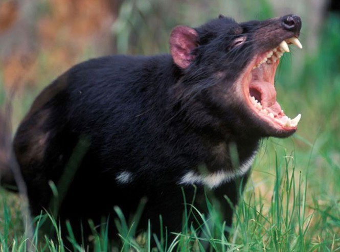 Picture 1 of Animals eat a lot without fear of fat?