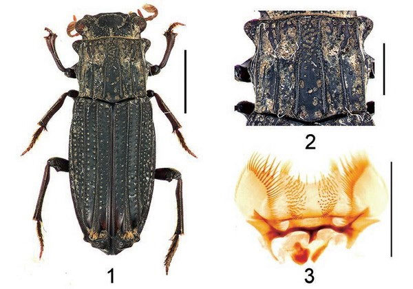 Picture 1 of Announcing the discovery of some new insects in Vietnam