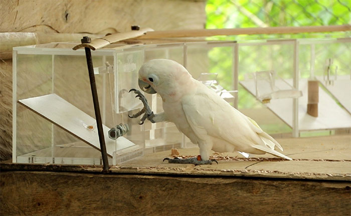 Picture 1 of Are animals raised by humans smarter than wild animals?