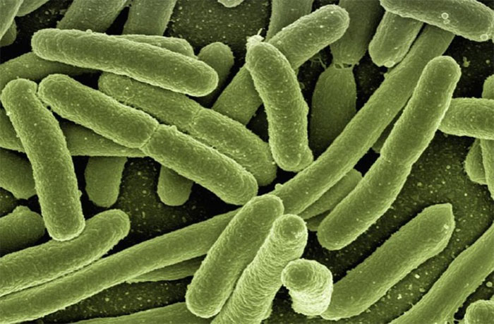 Picture 1 of Bacteria commit suicide for the sake of their populations