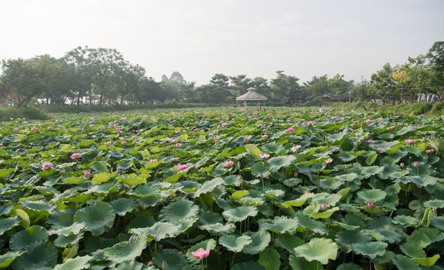 Picture 10 of Beautiful beautiful lotus season in June Hanoi