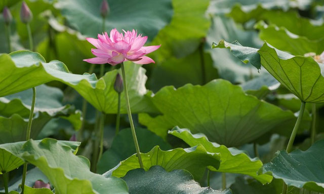 Picture 11 of Beautiful beautiful lotus season in June Hanoi