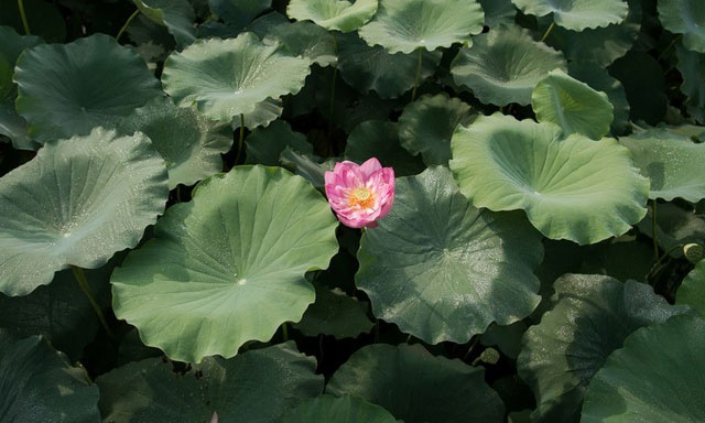 Picture 12 of Beautiful beautiful lotus season in June Hanoi