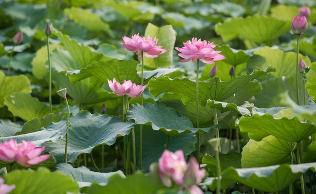 Picture 13 of Beautiful beautiful lotus season in June Hanoi