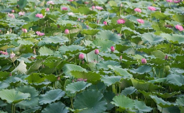 Picture 14 of Beautiful beautiful lotus season in June Hanoi