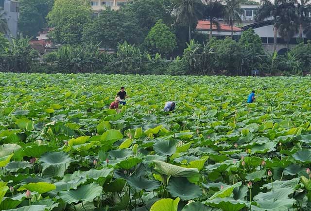 Picture 15 of Beautiful beautiful lotus season in June Hanoi