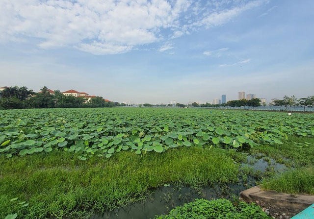 Picture 16 of Beautiful beautiful lotus season in June Hanoi