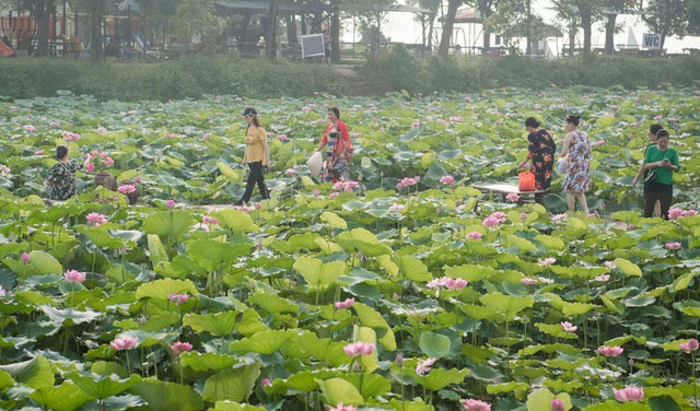Picture 17 of Beautiful beautiful lotus season in June Hanoi