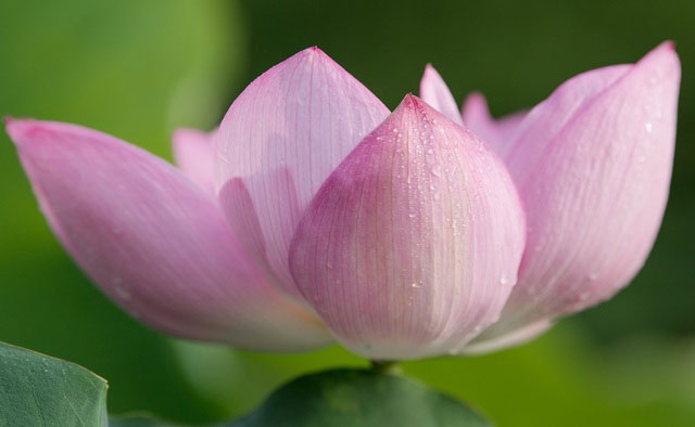 Picture 8 of Beautiful beautiful lotus season in June Hanoi