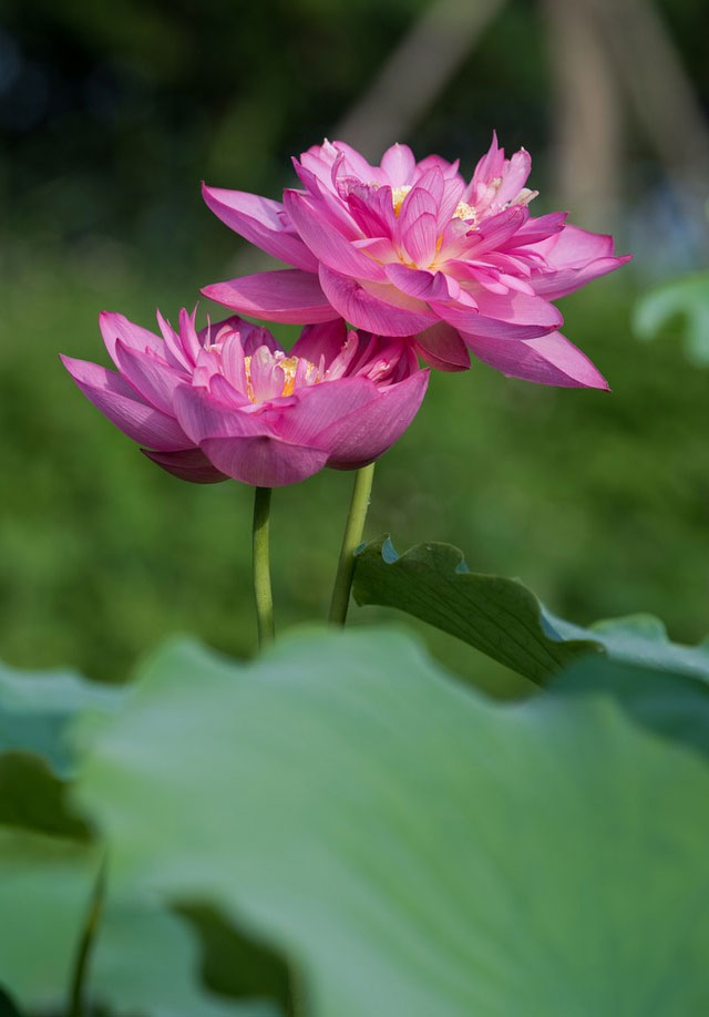 Picture 9 of Beautiful beautiful lotus season in June Hanoi