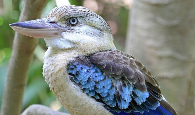 Picture 1 of Birds sing like laughter, deciding on the sex of the offspring