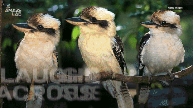 Picture 2 of Birds sing like laughter, deciding on the sex of the offspring