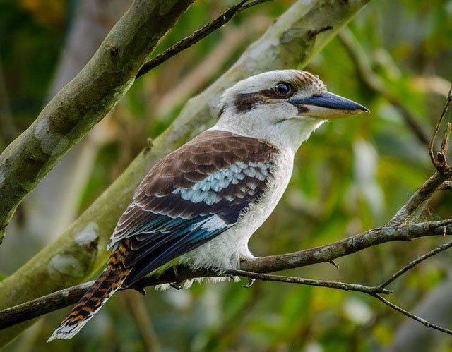 Picture 3 of Birds sing like laughter, deciding on the sex of the offspring