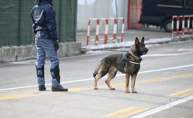Picture 3 of Can dogs sniff and detect sounds from a distance?