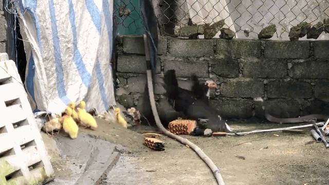 Picture 1 of Chickens launched 'continuous charge' slapped cobra face to protect the cubs