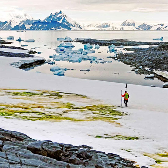 Picture 1 of Climate change causes snow in Antarctica to turn green
