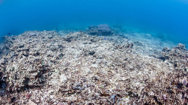 Picture 2 of Climate change changes the pH of the ocean, returning to what it was 14 million years ago