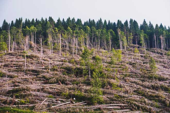 Picture 1 of Climate change makes trees greener and younger